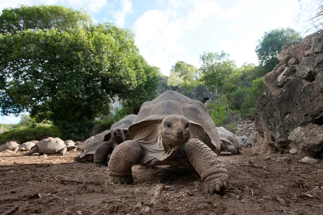 Francois Leguat Reserve Rodrigues