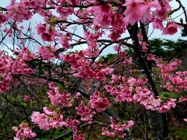 Nago Central Park Tenjyo Observation Deck