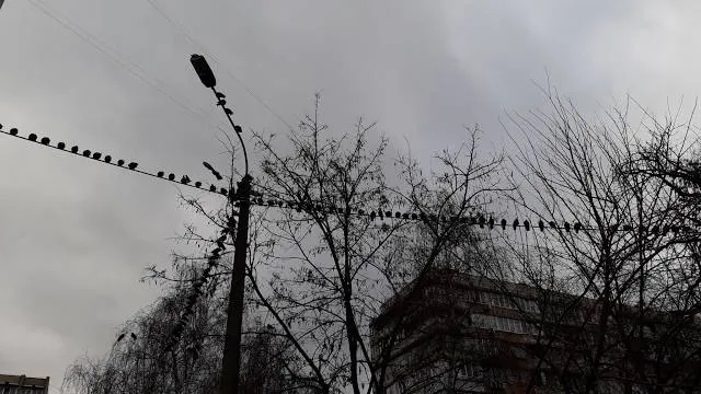 Andrew J. Parise Park