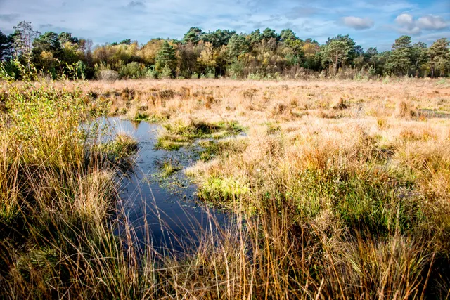 Wildmoor Heath Nature Reserve