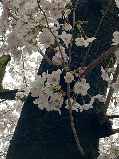 Toyosu Yonchome Park