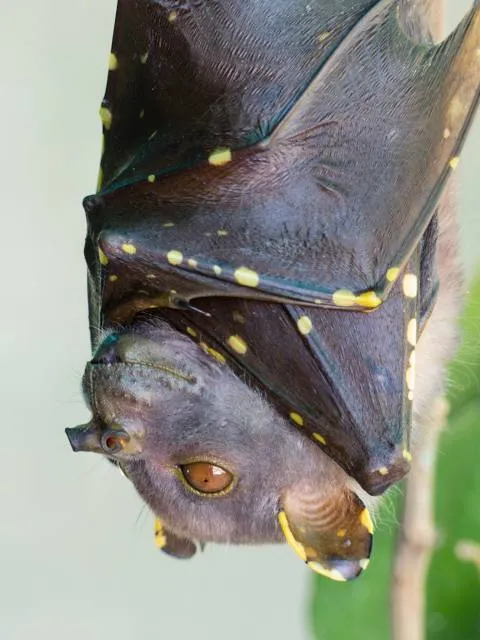 Tolga Bat Hospital - bookings essential