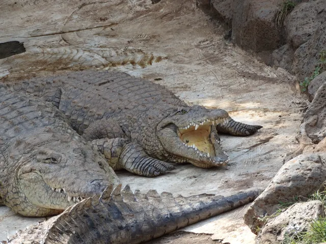 Mamba Village-Nairobi
