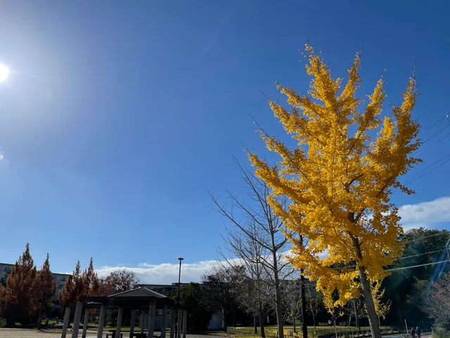 Nakatomigaoka Neighbourhood Park