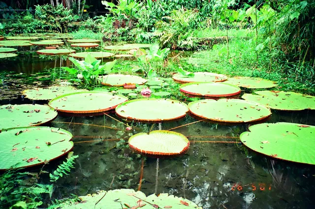 Emílio Goeldi Museum of Pará - Research Campus
