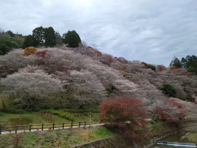 Senmi Shikizakura no Sato - Four Seasons Cherry Blossoms