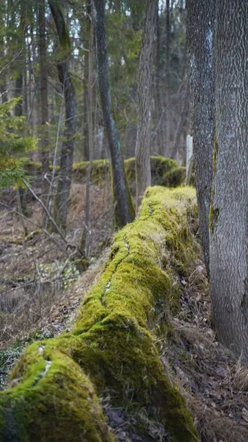 Steinerne Rinne at Wolfsbronn