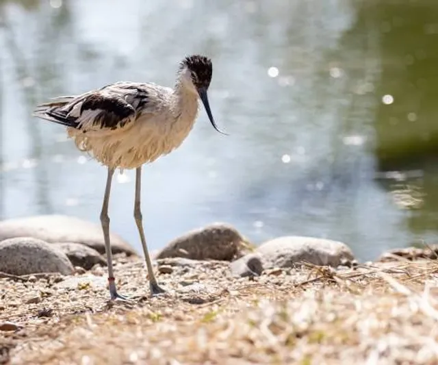 Zoo Safari - Pombia (NO)