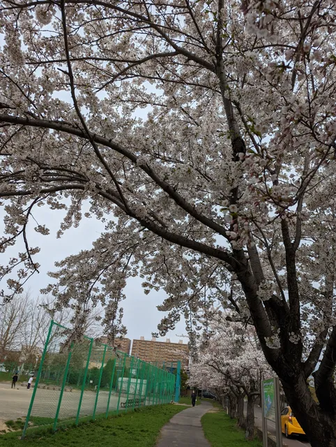 Shinkotoni Yasuharu Park