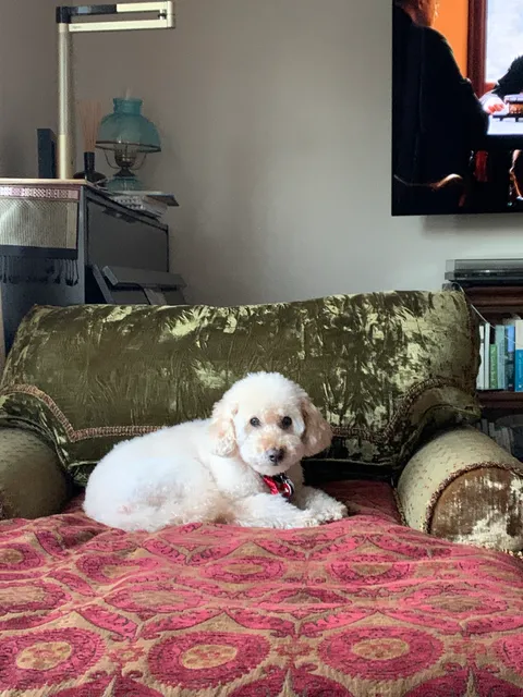 Z Brothers Furniture Sales Open by appointment only Wednesday - Friday 10 to 5pm.