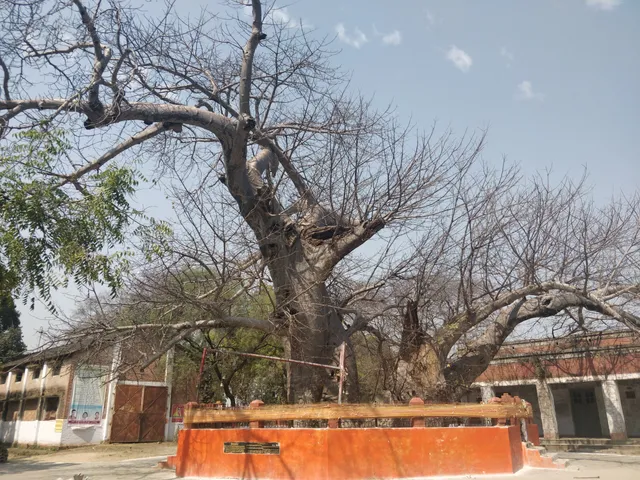 Paarijaat Tree, Sultanpur (U.P.)