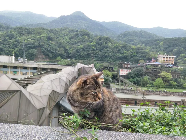 Houtong Cat Village