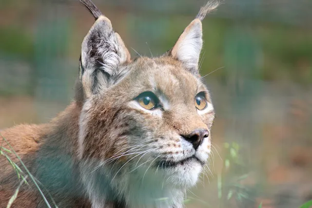 Luchsgehege - Beobachtungsplattform an der Rabenklippe