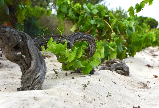 Cantina di Calasetta
