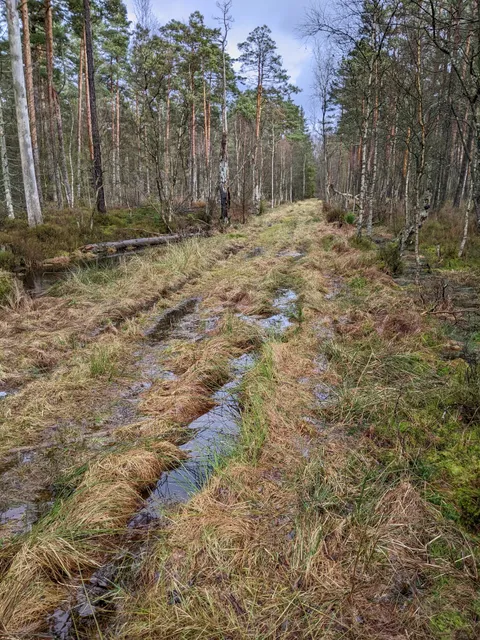 Rezerwat Przyrody "Staniszewskie Błoto"