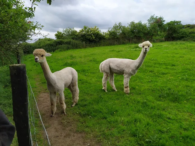 The Municipal District of Ardee