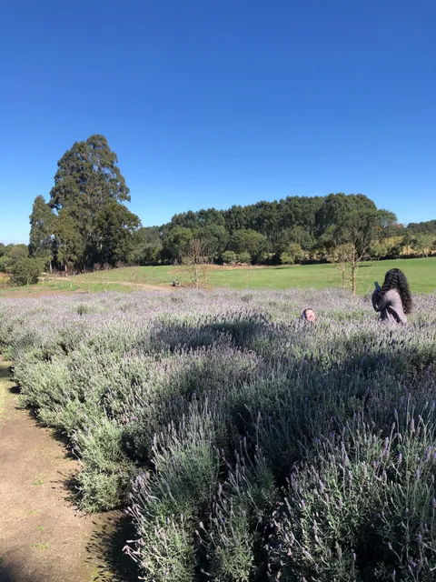 Lavandário VALE DOS SONHOS