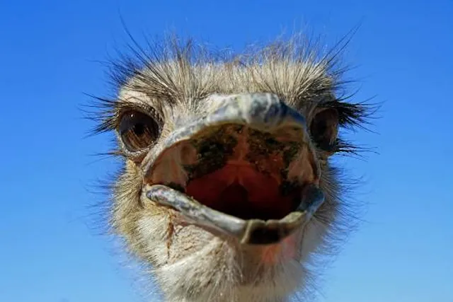 Rooster Cogburn Ostrich Ranch