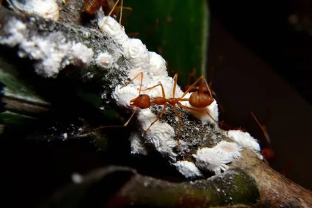 Aquarium d'Amnéville