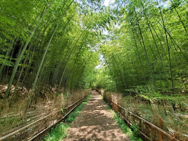 Bamboo Trail