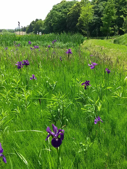 Hitachinakashi Shinsuisei Central Park