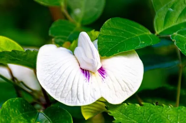 Nacional Botanical Garden