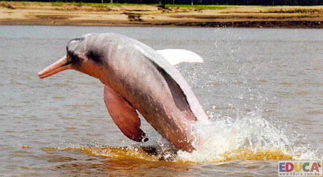 Municipio San Joaquin