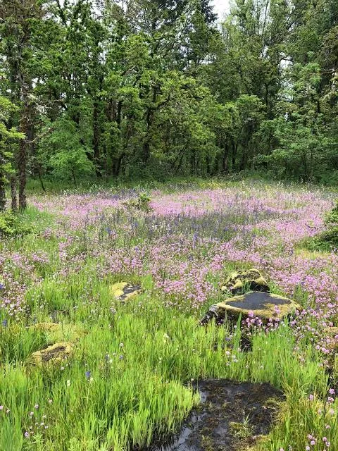 Camassia Nature Preserve