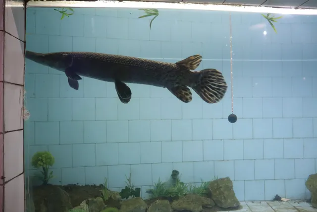 Alipore Zoo Aquarium