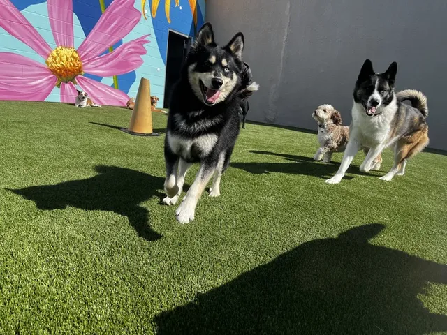 Parkwood Pet Resort Locust Point