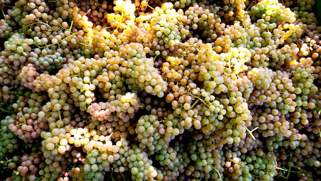 Bio Weingut Gruberhof