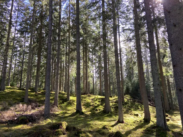 Bondbergets naturreservat