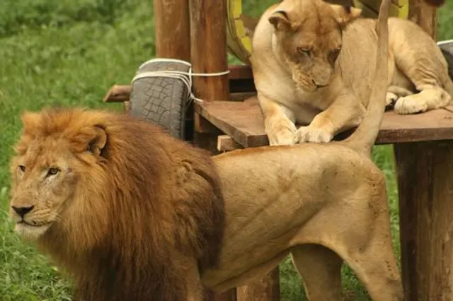 Municipality of the County of Kings