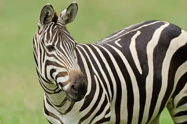 Aikman Wildlife Adventure