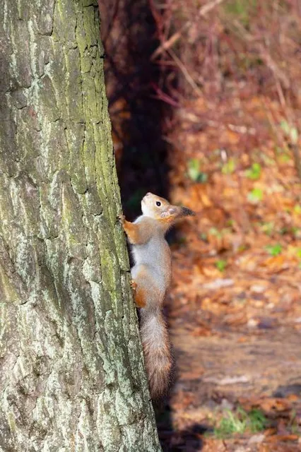 Zauberland at the Kinzig