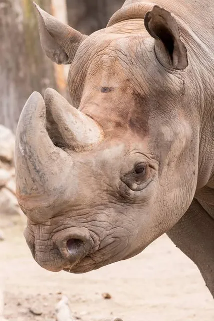 MAST Castel Goffredo - Museo della Città