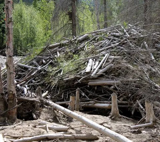 World's Largest Beaver Dam