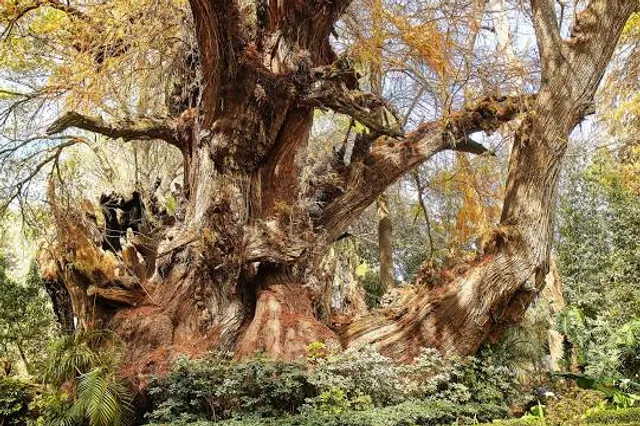 Parque Ecológico "Los Sabinos"