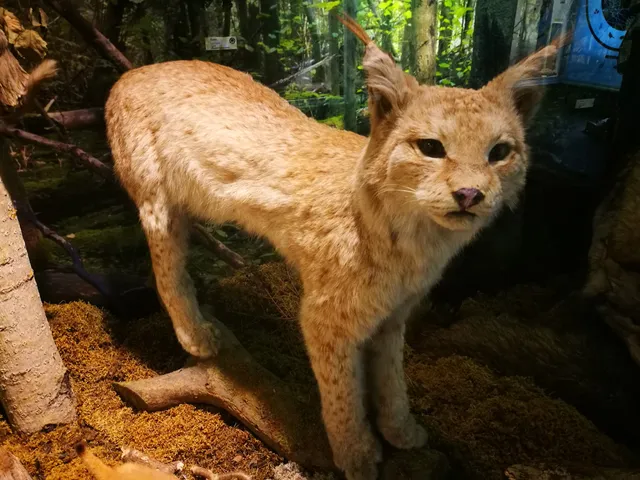 Estonian Museum of Natural History