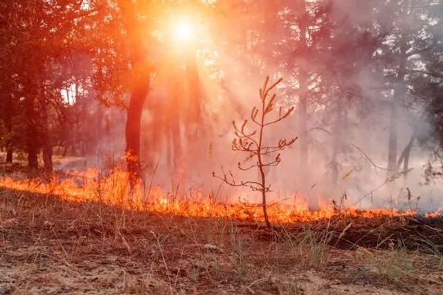 Bladen Lakes State Forest