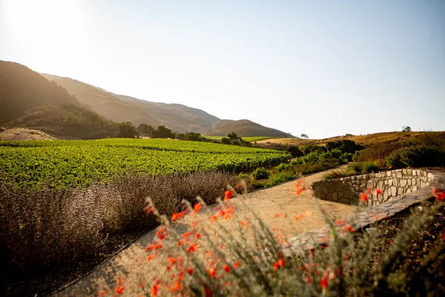 Pisoni Family Vineyards