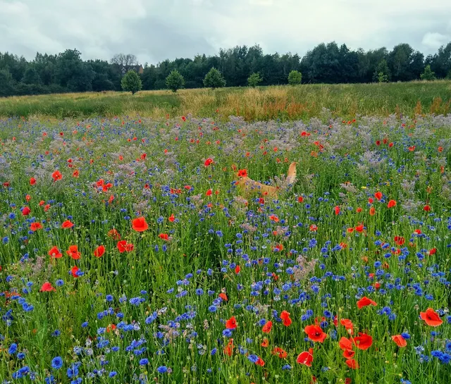 Foxfield Country Park
