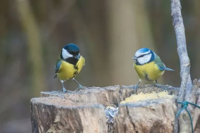 Oasi WWF Cave di Noale