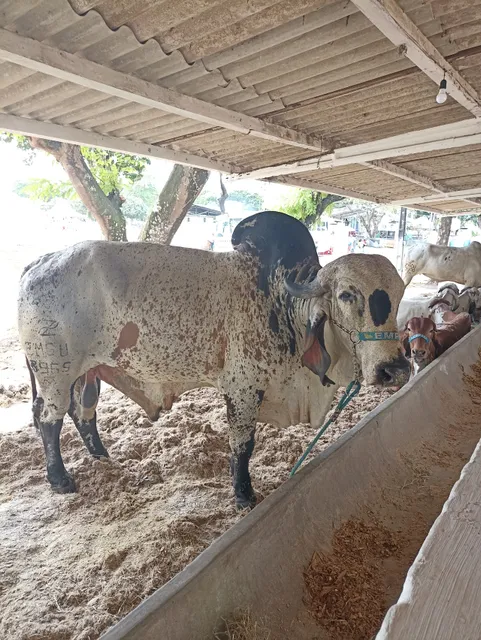 Parque de Exposição Henrique Vieira de Melo