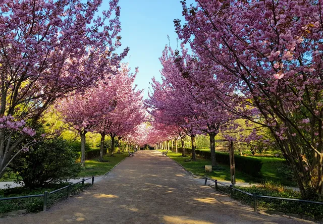 Kirschblütenallee Romberg Park
