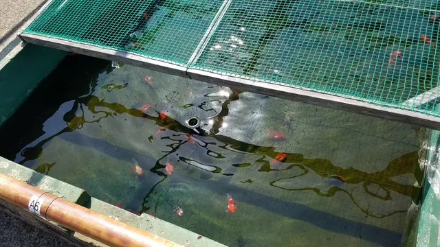 Edomae Goldfish showroom