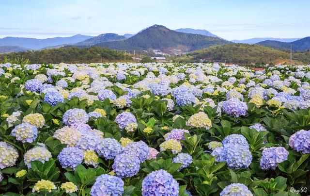 Vườn Hoa Cẩm Tú Cầu Mới