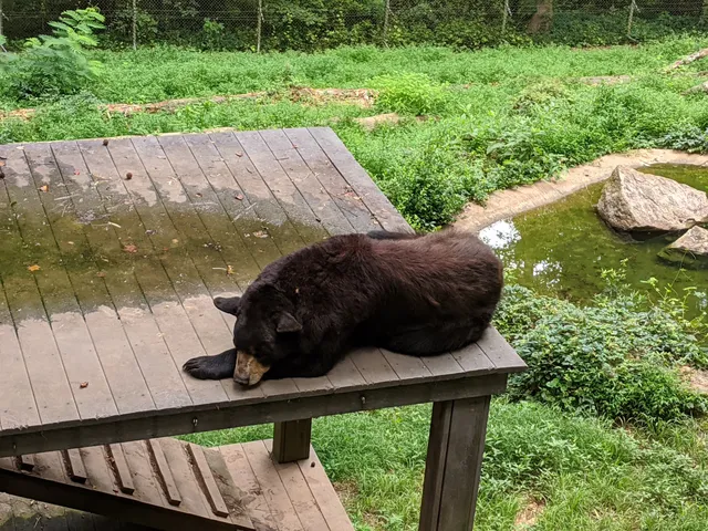 Bear Hollow Wildlife Trail