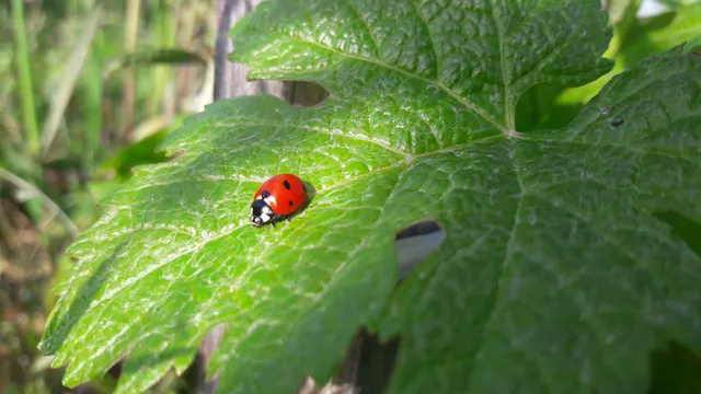 Château Panet, Vignobles Carles