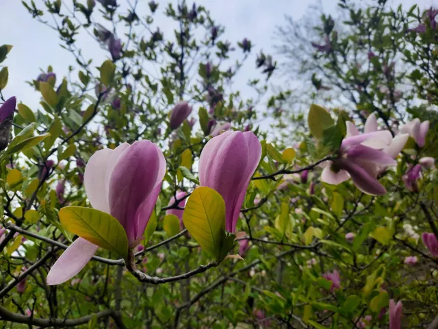 Magnolia Garden